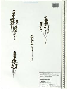 Euphrasia frigida Pugsley, Siberia, Central Siberia (S3) (Russia)