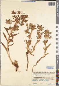 Nonea pulla (L.) DC., Eastern Europe, North Ukrainian region (E11) (Ukraine)