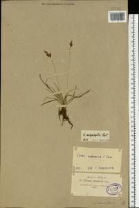 Carex caryophyllea Latourr., Eastern Europe, North-Western region (E2) (Russia)