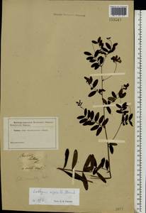 Lathyrus niger (L.) Bernh., Eastern Europe, North Ukrainian region (E11) (Ukraine)