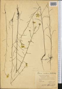 Erysimum quadrangulum Desf., Eastern Europe, Middle Volga region (E8) (Russia)