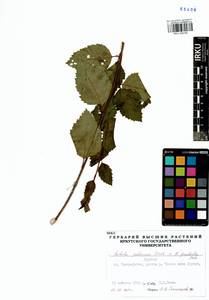 Betula pendula × pubescens, Siberia, Baikal & Transbaikal region (S4) (Russia)