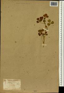 Medicago polymorpha L., South Asia, South Asia (Asia outside ex-Soviet states and Mongolia) (ASIA) (Japan)