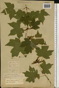 Acer campestre L., Eastern Europe, Central forest-and-steppe region (E6) (Russia)