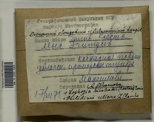 Ptilidium ciliare (L.) Hampe, Bryophytes, Bryophytes - Chukotka & Kamchatka (B21) (Russia)