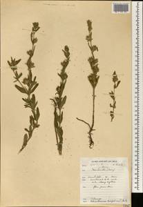 Helianthemum ledifolium (L.) Mill., Africa (AFR) (Morocco)