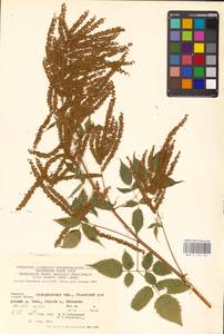 Aruncus dioicus (Walter) Fernald, Eastern Europe, West Ukrainian region (E13) (Ukraine)