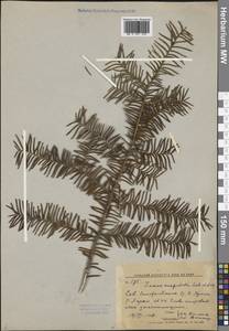 Taxus cuspidata Siebold & Zucc., Siberia, Russian Far East (S6) (Russia)