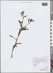 Lycopsis arvensis L., Eastern Europe, Eastern region (E10) (Russia)