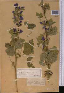 Malva sylvestris L., Middle Asia, Dzungarian Alatau & Tarbagatai (M5) (Kazakhstan)