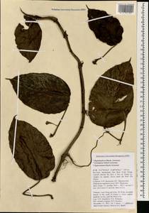 Rhaphidophora, South Asia, South Asia (Asia outside ex-Soviet states and Mongolia) (ASIA) (Vietnam)