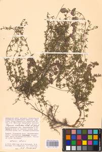 MHA 0 156 902, Thymus calcareus Klokov & Des.-Shost., Eastern Europe, Lower Volga region (E9) (Russia)