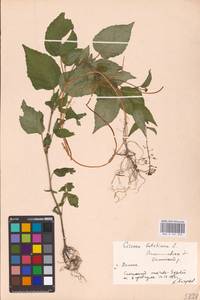 Circaea lutetiana L., Eastern Europe, West Ukrainian region (E13) (Ukraine)