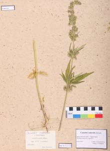 Cannabis sativa var. ruderalis (Janisch.) S. Z. Liou, Siberia, Central Siberia (S3) (Russia)