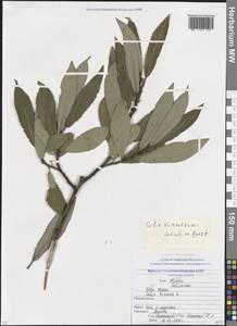 Salix kusnetzowii Laksch. ex Goerz, Caucasus, North Ossetia, Ingushetia & Chechnya (K1c) (Russia)