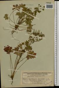 Geranium bohemicum L., Eastern Europe, Volga-Kama region (E7) (Russia)