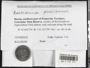Bartramia pomiformis Hedw., Bryophytes, Bryophytes - Russian Far East (excl. Chukotka & Kamchatka) (B20) (Russia)