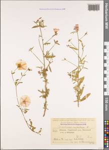Convolvulus cantabrica L., Caucasus, Abkhazia (K4a) (Abkhazia)