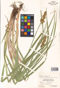 Carex vulpina L., Eastern Europe, Moscow region (E4a) (Russia)