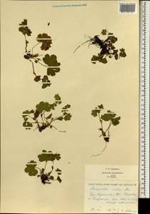 Alchemilla incisa Buser, Eastern Europe, West Ukrainian region (E13) (Ukraine)