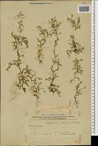 Lycopodioides helvetica (L.) Kuntze, Caucasus, Azerbaijan (K6) (Azerbaijan)