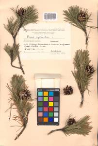 Pinus sylvestris L., Eastern Europe, Moscow region (E4a) (Russia)