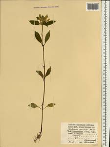 Galeopsis speciosa Mill., Eastern Europe, Northern region (E1) (Russia)