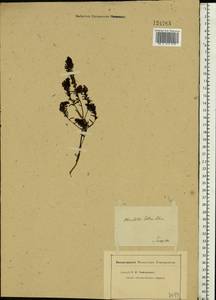 Odontites luteus (L.) Clairv., Eastern Europe, Lower Volga region (E9) (Russia)
