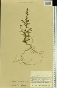 Salsola tragus L., Eastern Europe, South Ukrainian region (E12) (Ukraine)