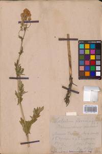 Thalictrum flavum L., Eastern Europe, Middle Volga region (E8) (Russia)