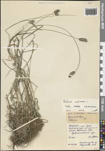 Phleum alpinum L., Caucasus, North Ossetia, Ingushetia & Chechnya (K1c) (Russia)