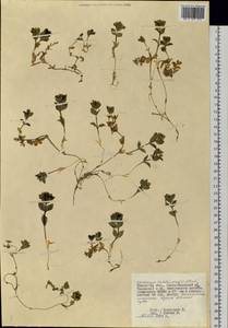 Honckenya peploides (L.) Ehrh., Siberia, Western Siberia (S1) (Russia)