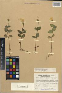 Erythranthe guttata (DC.) G.L.Nesom, America (AMER) (Canada)