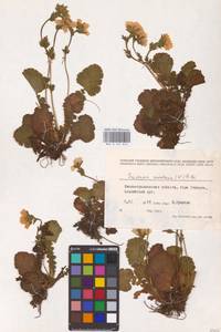 Geum montanum L., Eastern Europe, West Ukrainian region (E13) (Ukraine)