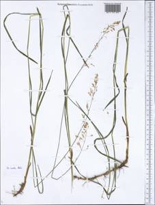 Poa irkutica Roshev., Siberia, Baikal & Transbaikal region (S4) (Russia)