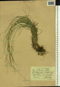 Carex remotiuscula Wahlenb., Siberia, Russian Far East (S6) (Russia)