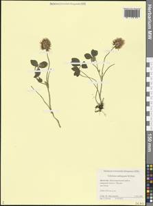 Trifolium ambiguum M.Bieb., Caucasus, Dagestan (K2) (Russia)