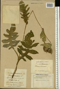 Cirsium oleraceum (L.) Scop., Eastern Europe, Latvia (E2b) (Latvia)