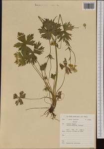 Ranunculus polyanthemos subsp. nemorosus (DC.) Schübl. & G. Martens, Western Europe (EUR) (Belgium)
