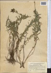 Linum heterosepalum, Middle Asia, Dzungarian Alatau & Tarbagatai (M5) (Kazakhstan)