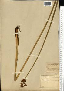 Schoenoplectus lacustris (L.) Palla, Eastern Europe, Central forest region (E5) (Russia)