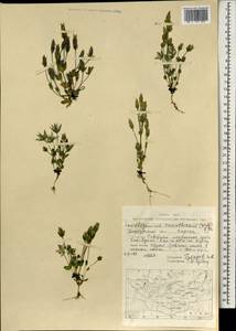 Lomatogonium carinthiacum (Wulfen) Reichenb., Mongolia (MONG) (Mongolia)