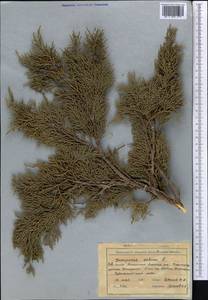 Juniperus sabina L., Middle Asia, Western Tian Shan & Karatau (M3) (Kyrgyzstan)