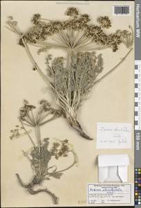 Zosima absinthifolia (Vent.) Link, South Asia, South Asia (Asia outside ex-Soviet states and Mongolia) (ASIA) (Turkey)