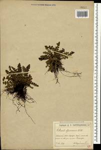 Asplenium ceterach subsp. ceterach, Crimea (KRYM) (Russia)