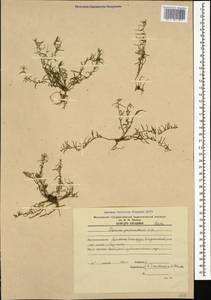 Thesium procumbens C. A. Mey., Caucasus, Armenia (K5) (Armenia)