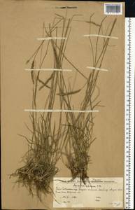 Agropyron fragile (Roth) P.Candargy, Eastern Europe, Lower Volga region (E9) (Russia)