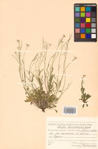 Arabidopsis lyrata subsp. kamchatica (Fisch. ex DC.) O'Kane & Al-Shehbaz, Siberia, Chukotka & Kamchatka (S7) (Russia)