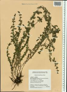 Galium humifusum M.Bieb., Eastern Europe, Lower Volga region (E9) (Russia)