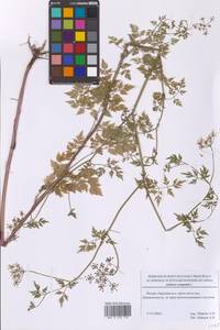 Aethusa cynapium L., Eastern Europe, Moscow region (E4a) (Russia)